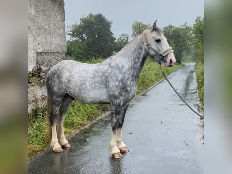 Cob Caballo castrado 4 años 147 cm Tordo rodado in Sligo