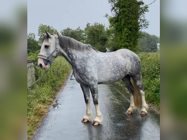 Cob Caballo castrado 4 años 147 cm Tordo rodado in Sligo