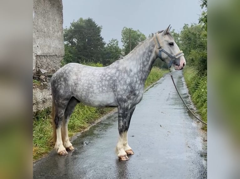 Cob Caballo castrado 4 años 147 cm Tordo rodado in Sligo