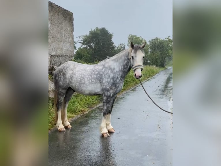 Cob Caballo castrado 4 años 147 cm Tordo rodado in Sligo