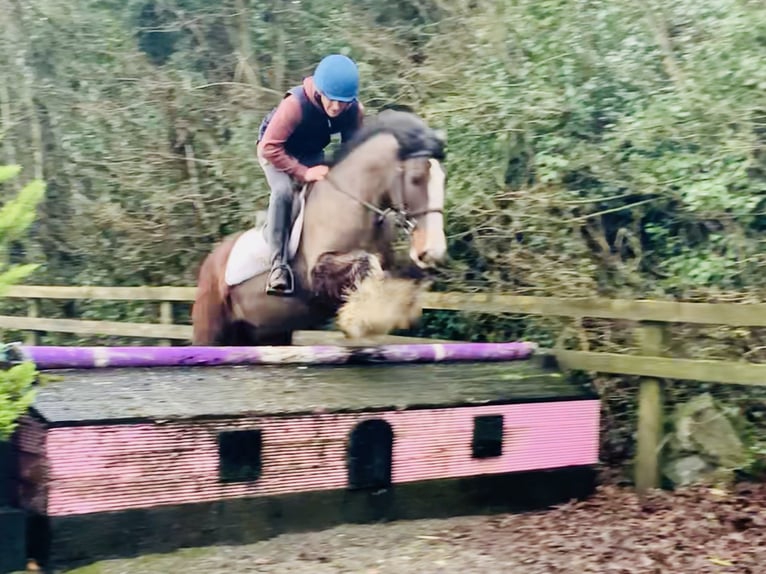 Cob Caballo castrado 4 años 148 cm Castaño in Mountrath