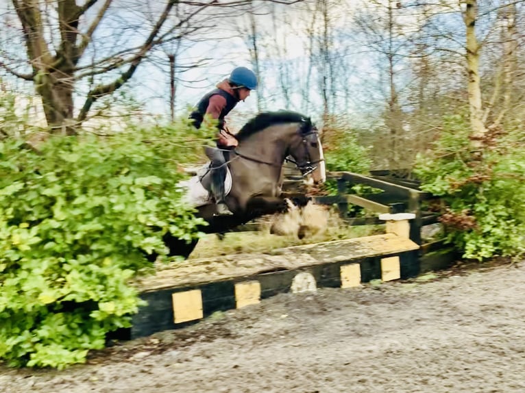 Cob Caballo castrado 4 años 148 cm Castaño in Mountrath