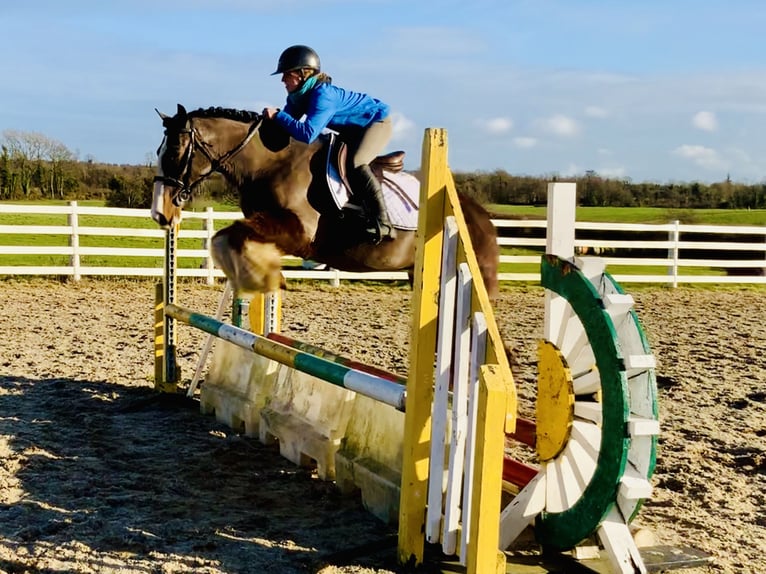 Cob Caballo castrado 4 años 148 cm Castaño in Mountrath