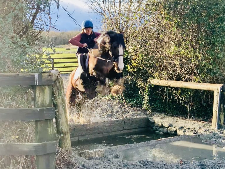 Cob Caballo castrado 4 años 148 cm Castaño in Mountrath