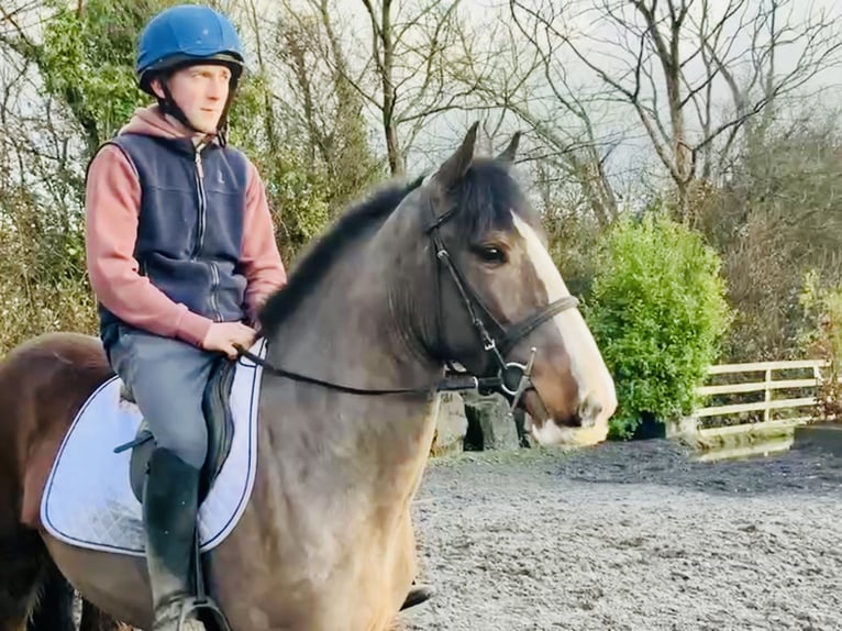 Cob Caballo castrado 4 años 148 cm Castaño in Mountrath