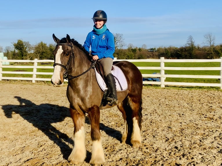 Cob Caballo castrado 4 años 148 cm Castaño in Mountrath