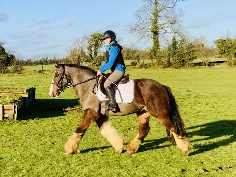 Cob Caballo castrado 4 años 148 cm Castaño in Mountrath