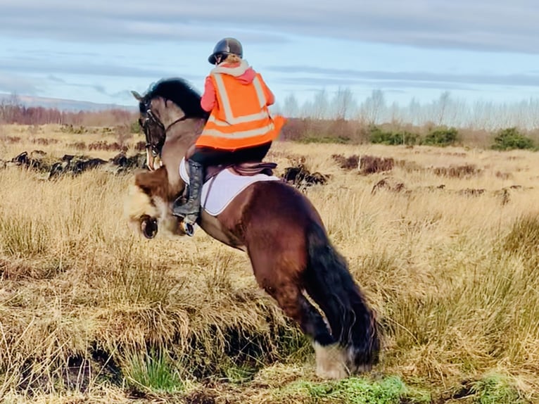 Cob Caballo castrado 4 años 148 cm Castaño in Mountrath