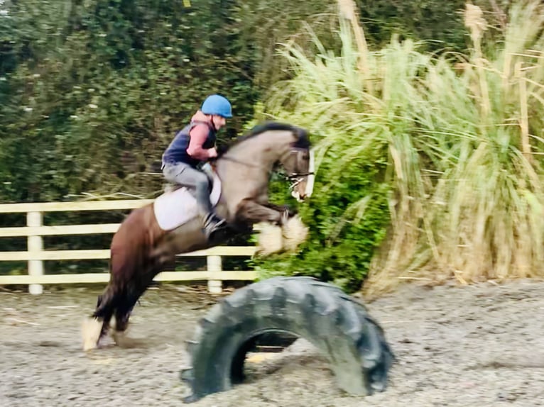 Cob Caballo castrado 4 años 148 cm Castaño in Mountrath