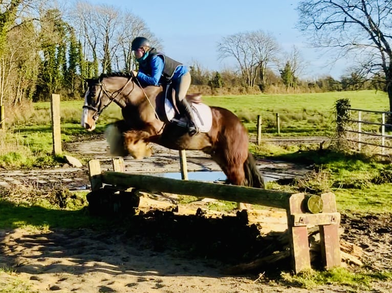 Cob Caballo castrado 4 años 148 cm Castaño in Mountrath