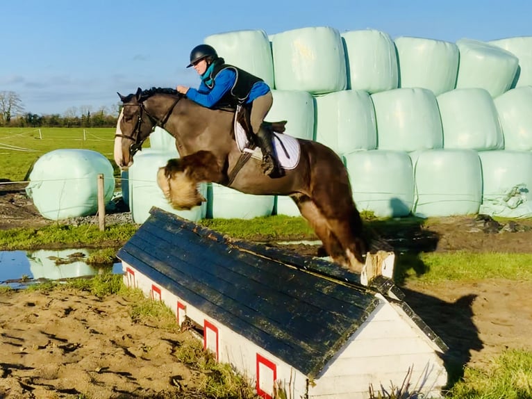 Cob Caballo castrado 4 años 148 cm Castaño in Mountrath