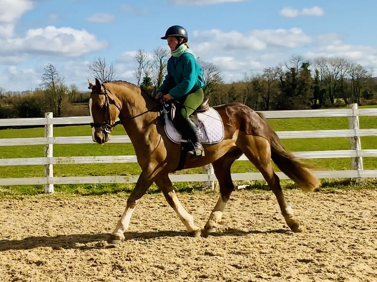 Cob Caballo castrado 4 años 150 cm Alazán in Mountrath