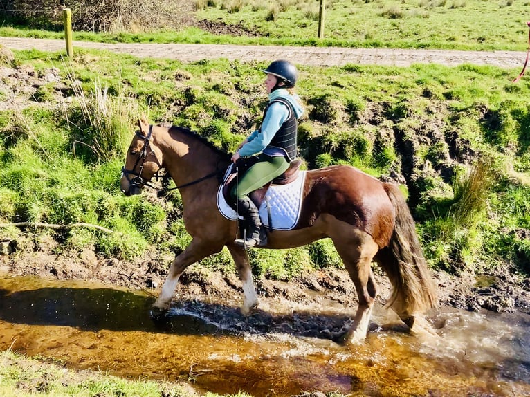 Cob Caballo castrado 4 años 150 cm Alazán in Mountrath