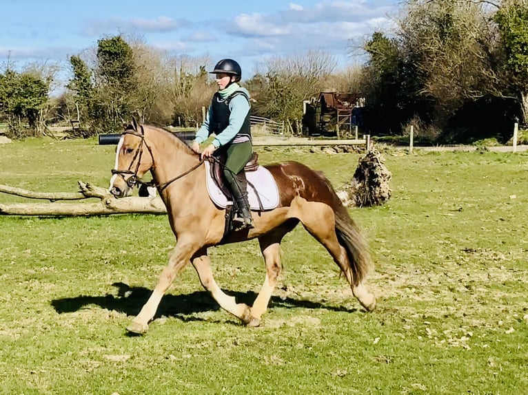 Cob Caballo castrado 4 años 150 cm Alazán in Mountrath