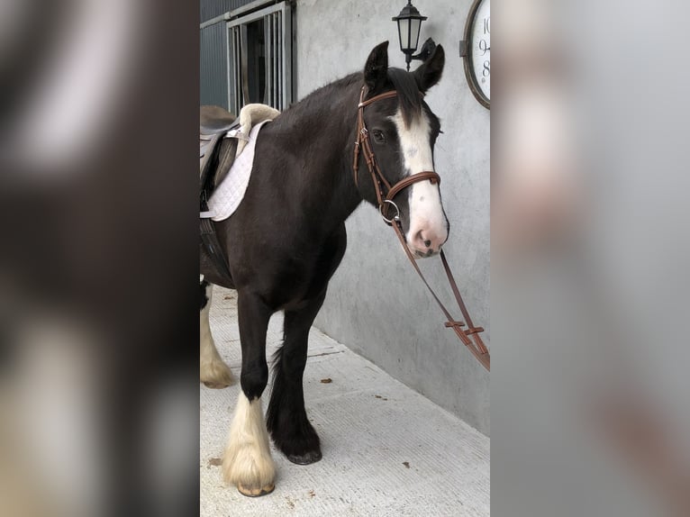 Cob Caballo castrado 4 años 150 cm Castaño in Galway