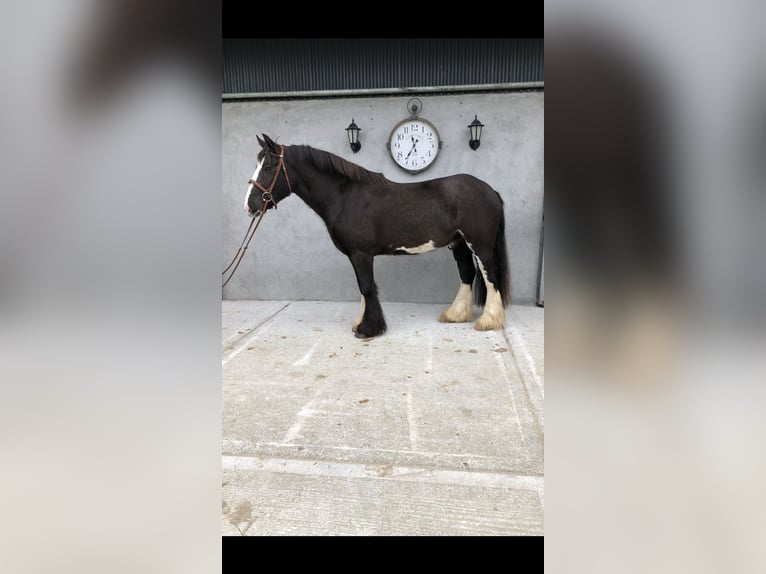 Cob Caballo castrado 4 años 150 cm Castaño in Galway