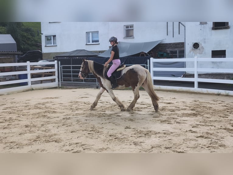 Cob Caballo castrado 4 años 150 cm Pío in Morsbach