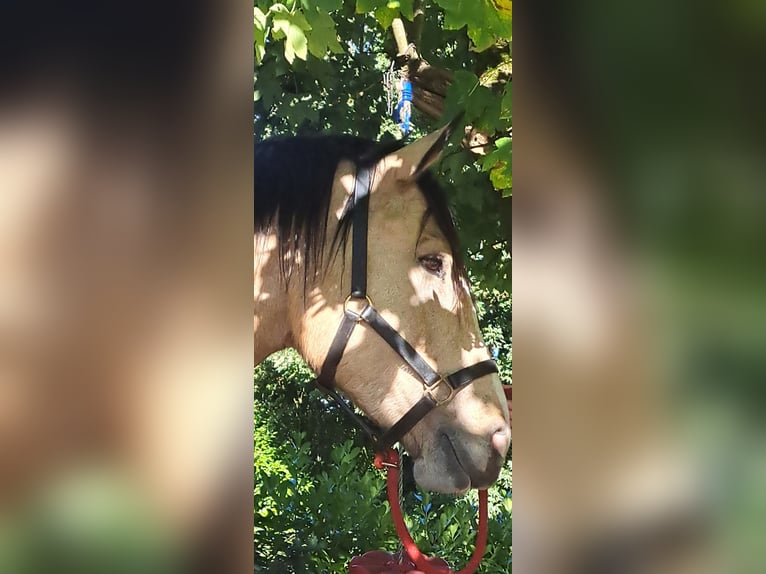 Cob Mestizo Caballo castrado 4 años 152 cm Bayo in Kells Co meath