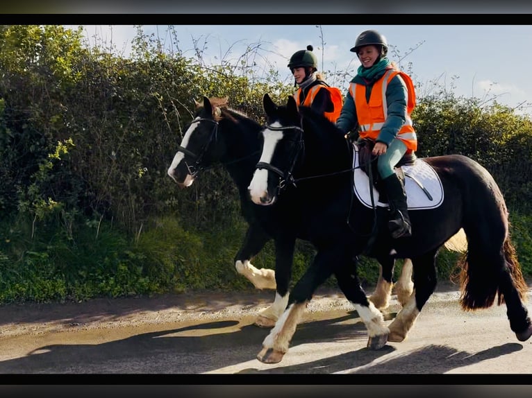 Cob Caballo castrado 4 años 152 cm Negro in Mountrath