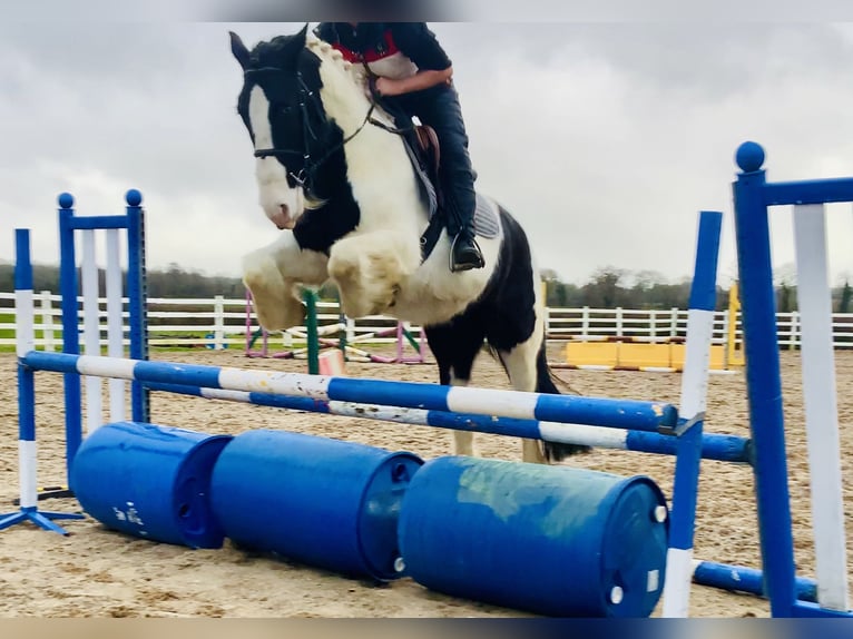 Cob Caballo castrado 4 años 152 cm Pío in Mountrath