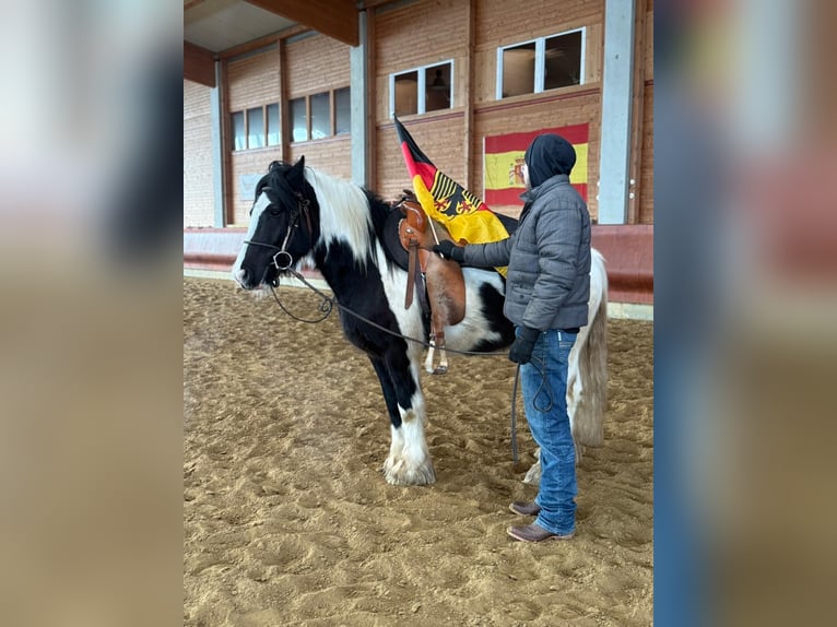 Cob Caballo castrado 4 años 153 cm Pío in Achstetten