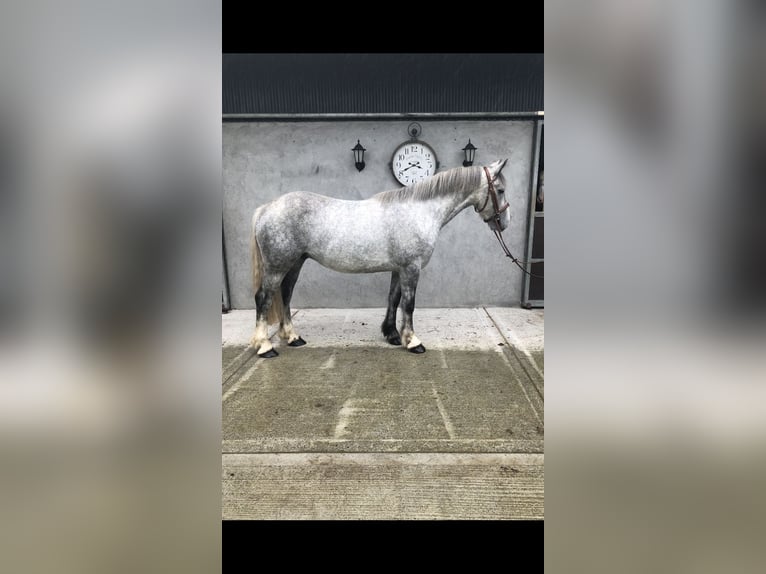 Cob Caballo castrado 4 años 153 cm Tordo in Galway