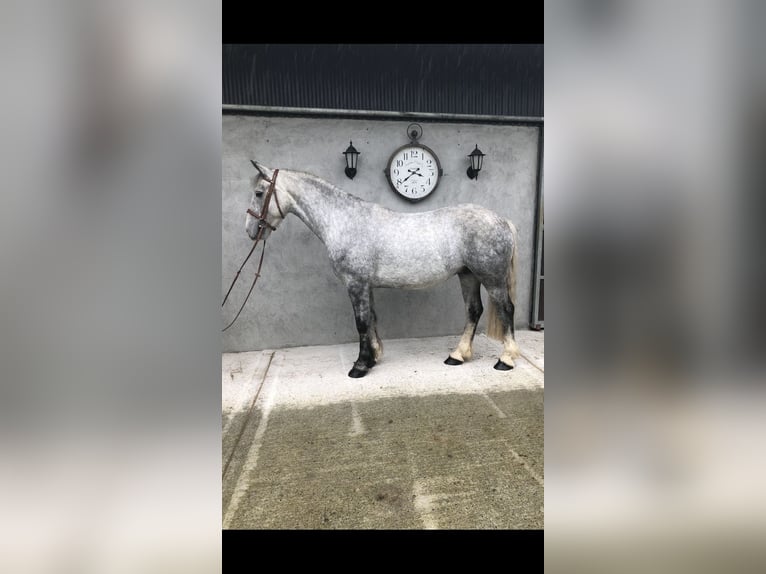 Cob Caballo castrado 4 años 153 cm Tordo in Galway