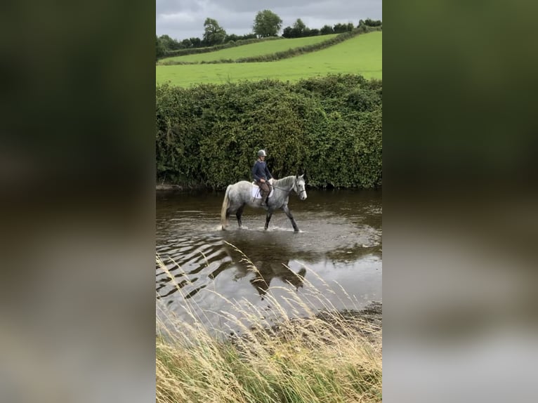 Cob Caballo castrado 4 años 153 cm Tordo in Galway