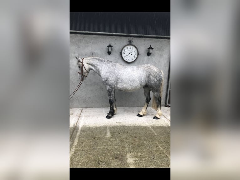 Cob Caballo castrado 4 años 153 cm Tordo in Galway