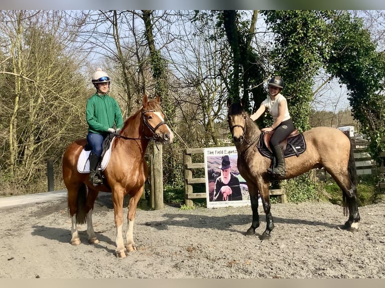 Cob Mestizo Caballo castrado 4 años 154 cm Alazán-tostado in Laois
