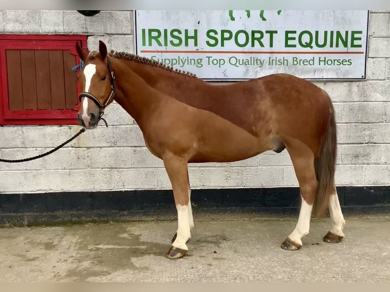 Cob Mestizo Caballo castrado 4 años 154 cm Alazán-tostado in Laois