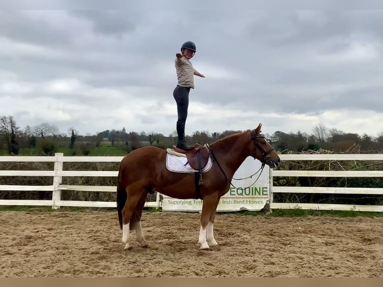 Cob Mestizo Caballo castrado 4 años 154 cm Alazán-tostado in Laois