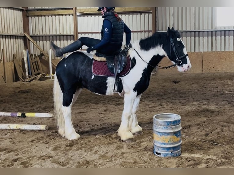 Cob Caballo castrado 4 años 155 cm Atigrado/Moteado in Sligo