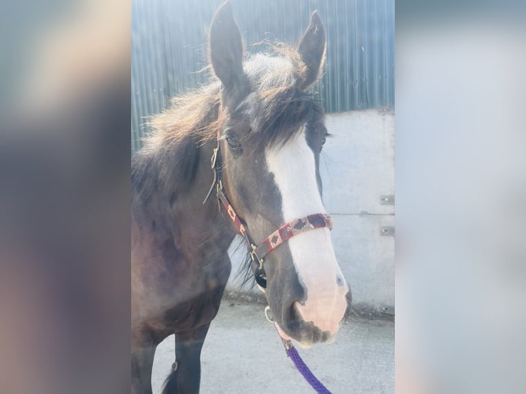 Cob Caballo castrado 4 años 156 cm Negro in Sligo