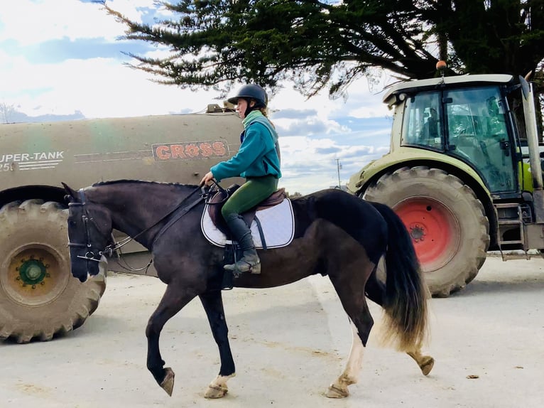 Cob Caballo castrado 4 años 158 cm Negro in ntrath