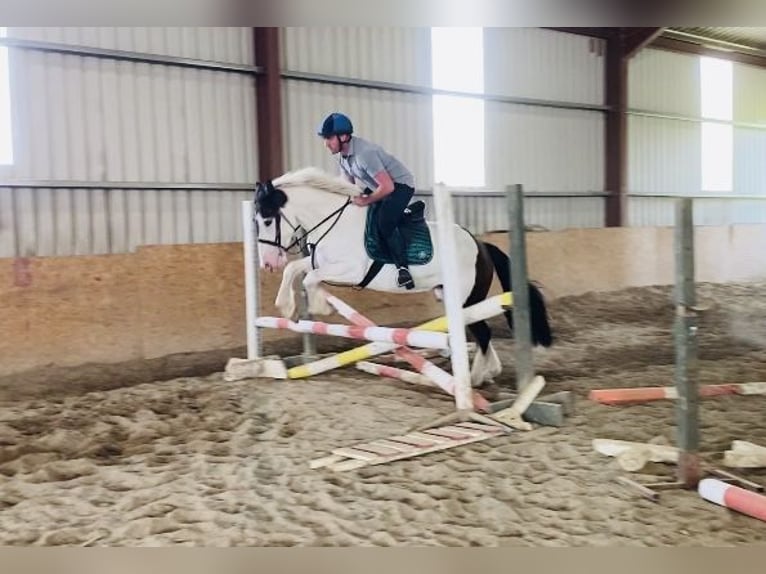 Cob Caballo castrado 4 años 158 cm Pío in Sligo