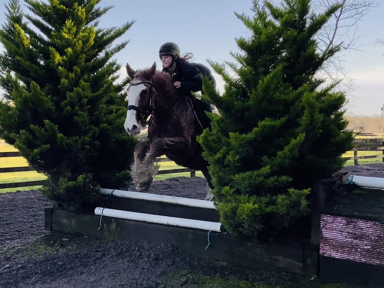 Cob Caballo castrado 4 años 159 cm Ruano alazán in Mountrath