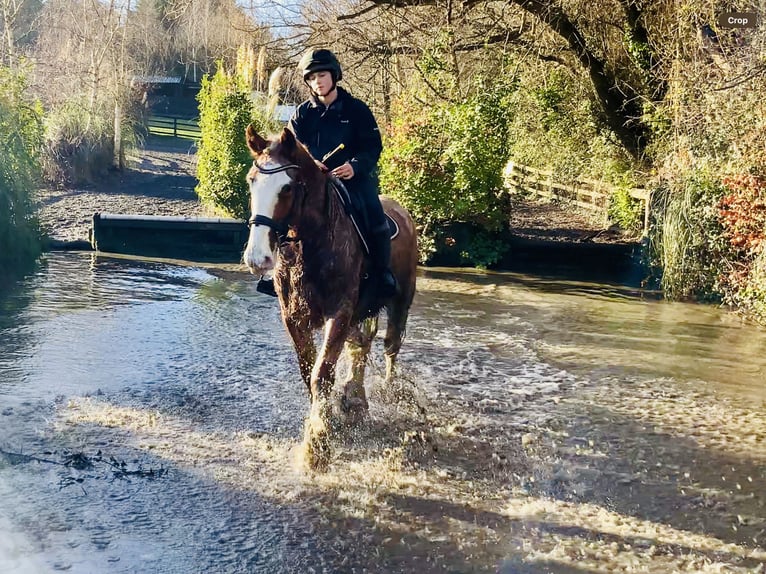 Cob Caballo castrado 4 años 159 cm Ruano alazán in Mountrath