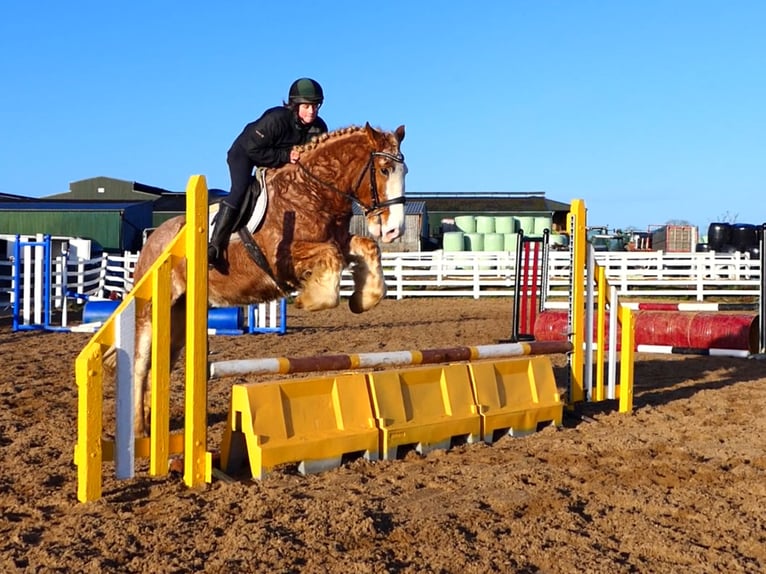 Cob Caballo castrado 4 años 159 cm Ruano alazán in Mountrath
