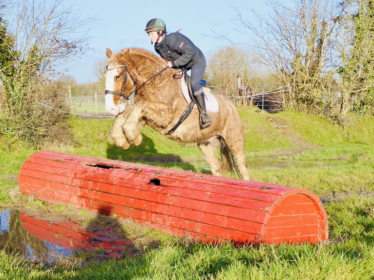 Cob Caballo castrado 4 años 159 cm Ruano alazán in Mountrath
