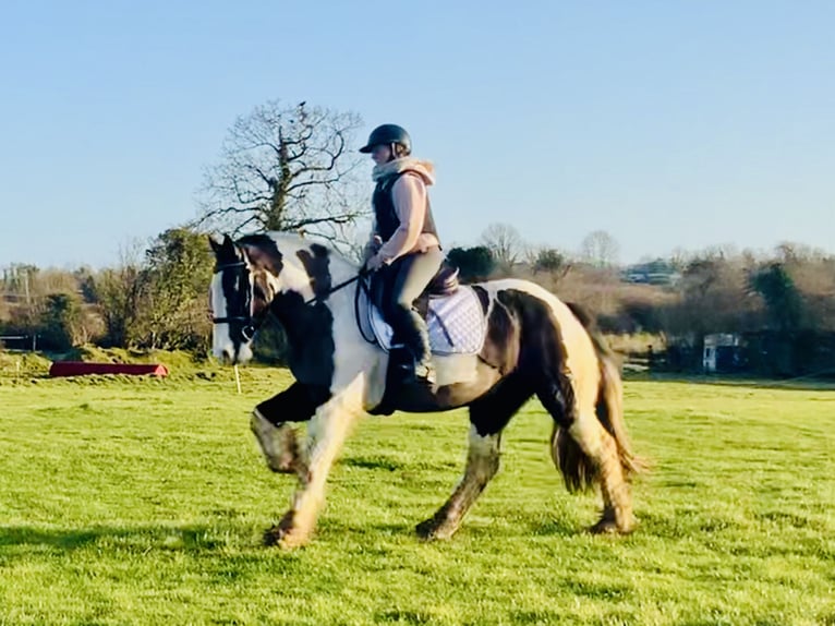 Cob Caballo castrado 4 años 160 cm Pío in Mountrath