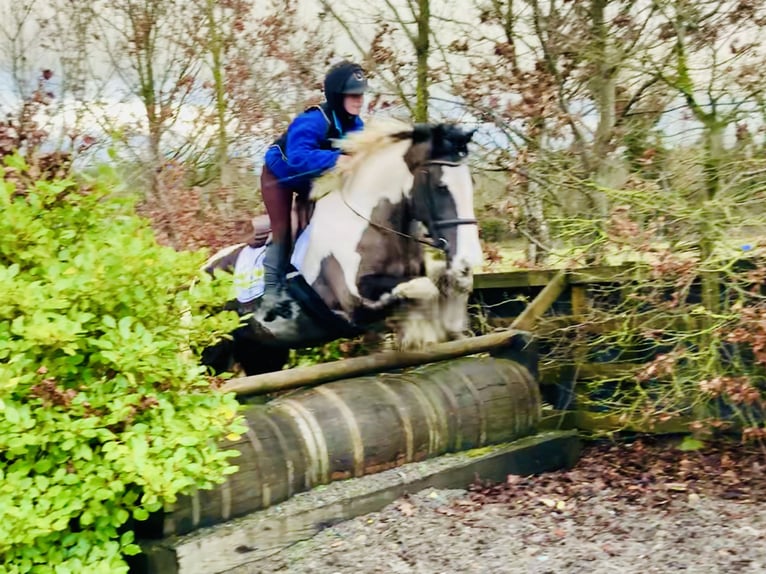 Cob Caballo castrado 4 años 160 cm Pío in Mountrath