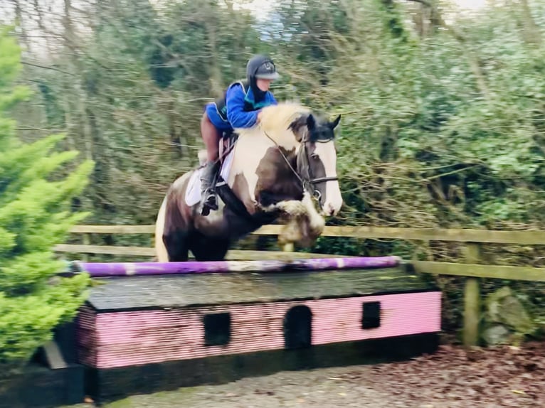 Cob Caballo castrado 4 años 160 cm Pío in Mountrath