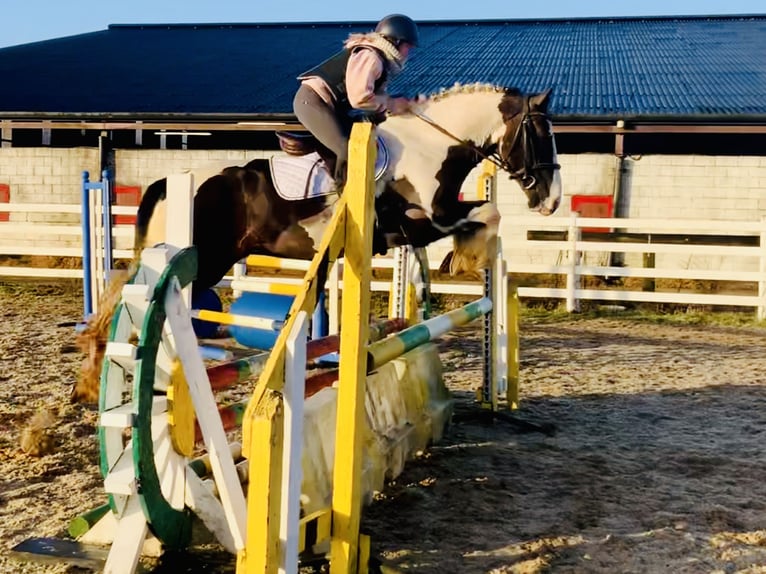 Cob Caballo castrado 4 años 160 cm Pío in Mountrath