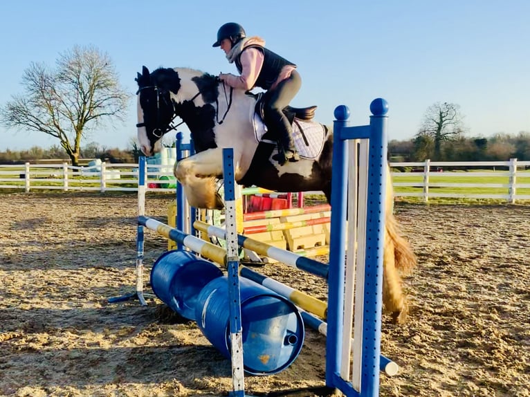 Cob Caballo castrado 4 años 160 cm Pío in Mountrath