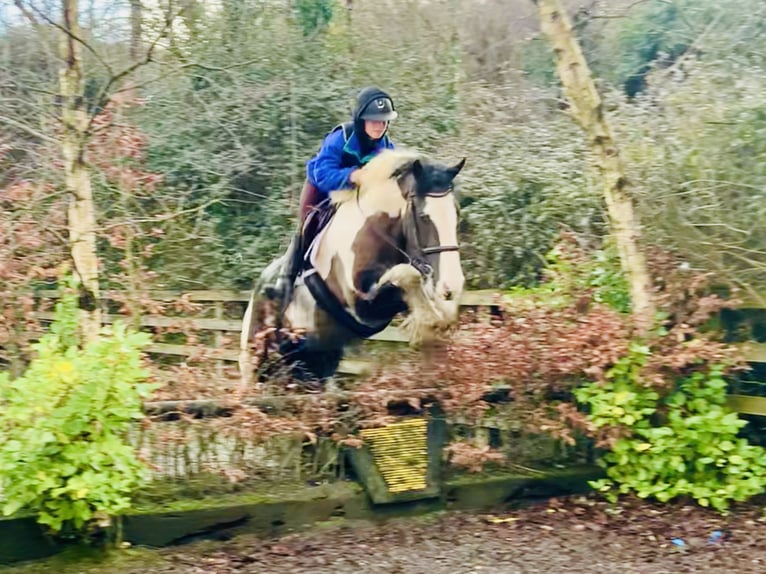 Cob Caballo castrado 4 años 160 cm Pío in Mountrath