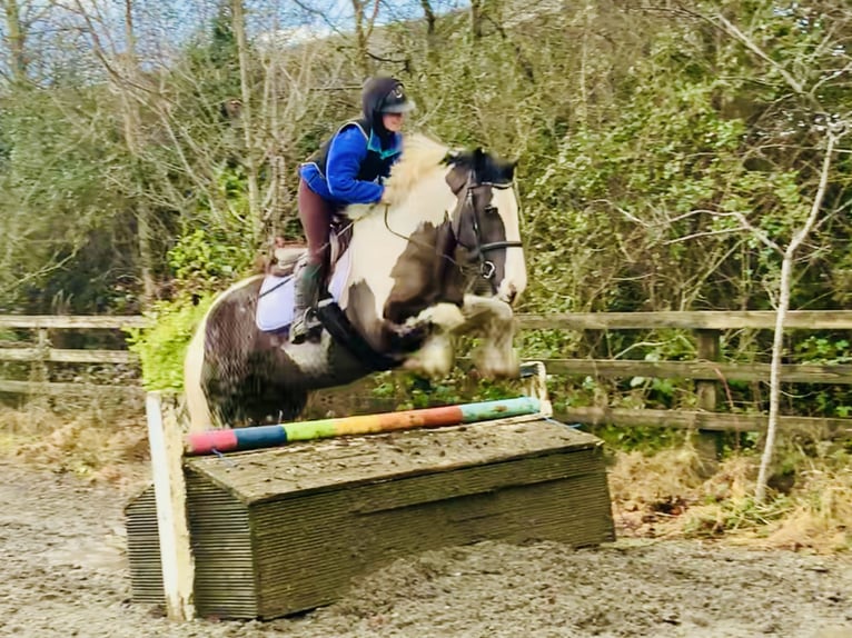 Cob Caballo castrado 4 años 160 cm Pío in Mountrath