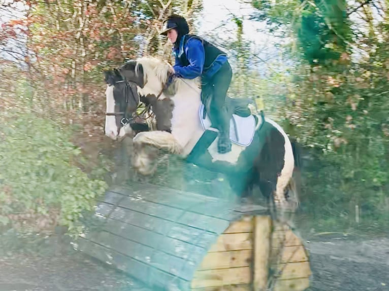 Cob Caballo castrado 4 años 160 cm Pío in Mountrath