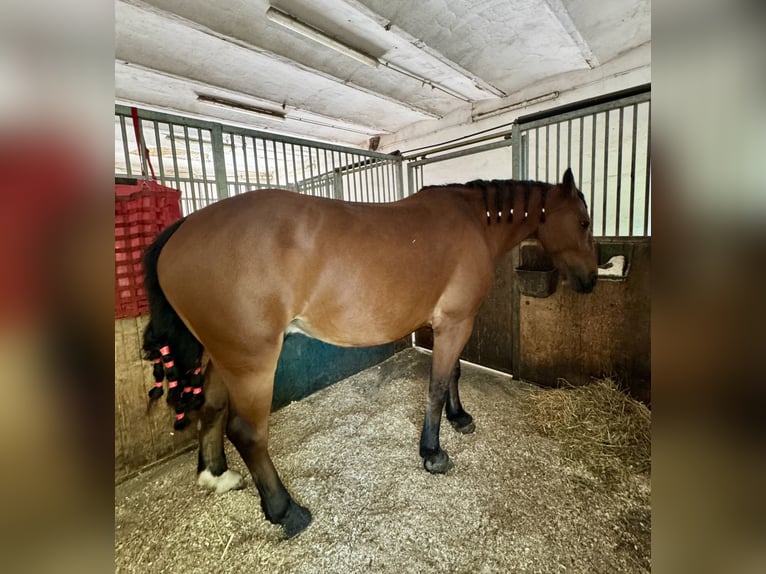 Cob Caballo castrado 4 años 162 cm Castaño rojizo in Niederösterreich