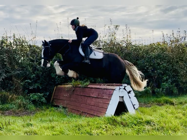 Cob Caballo castrado 4 años 162 cm Negro in Mountrath